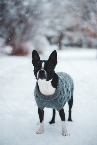 dress dog winter sweater