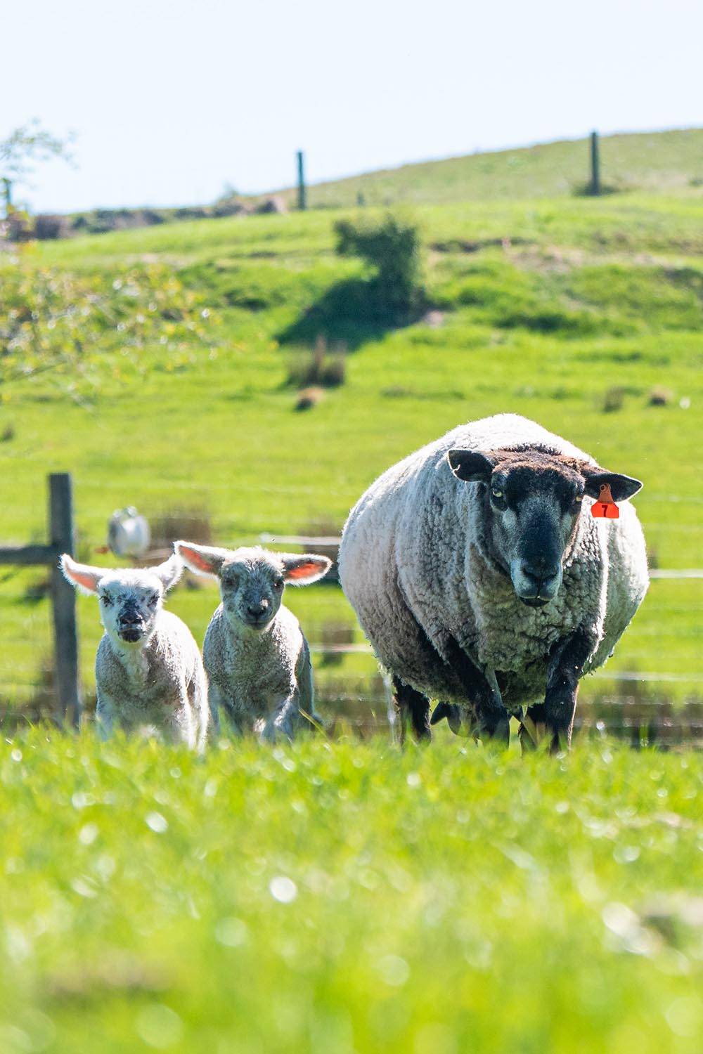 cruel shearling lamb sheep
