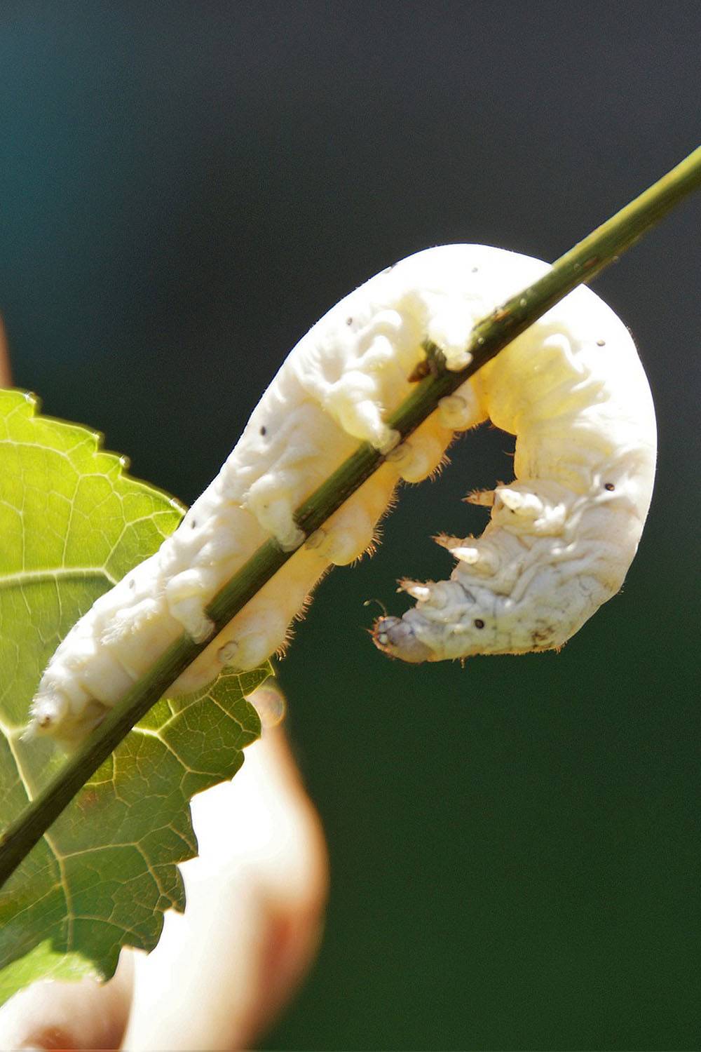 silkworm animal cruelty caterpillar