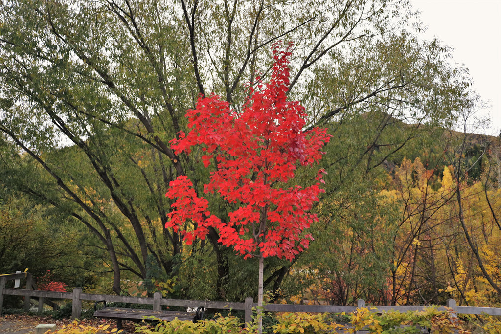 Arrowtown in Autumn