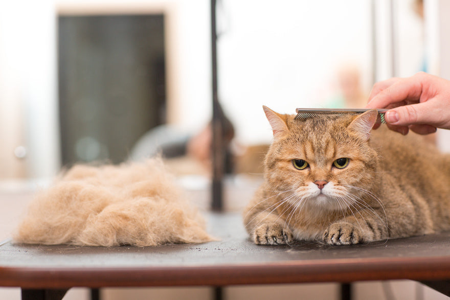 Comment enlever les poils de chat sur les vêtements ?