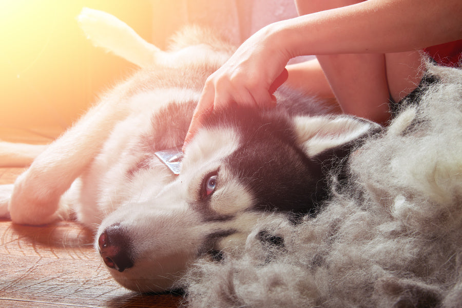 brosse etrille chien et chat poil frisé