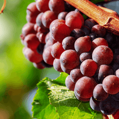 Non Alcoholic Wine Lowers Blood Pressure Grapes Skins Polyphenols