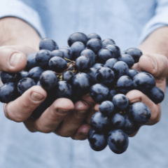 Grapes Being Held Before Making Wine or Grape Juice