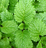 Peppermint plant