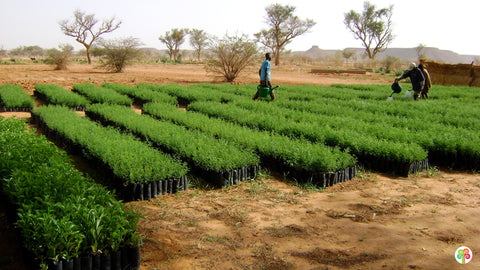 White & Green Reforestation Project