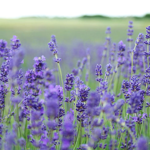 Lavender For Better Sleep