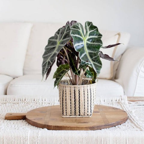 houseplant in woven basket