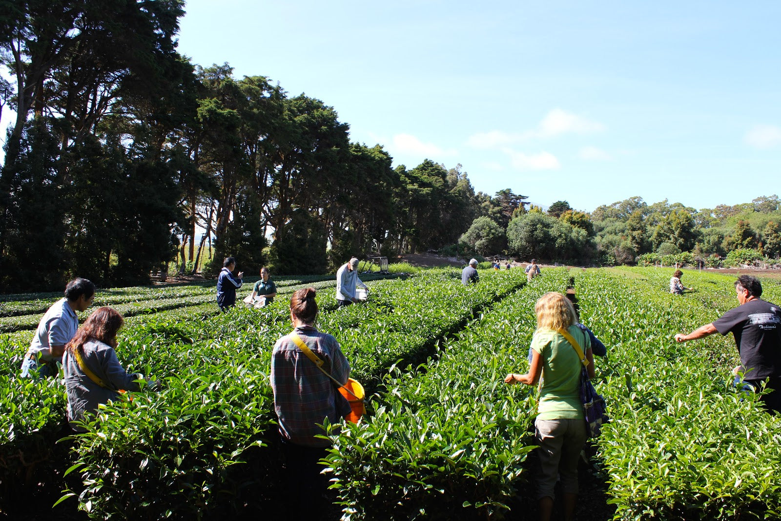 Tea Farm in Hawaii