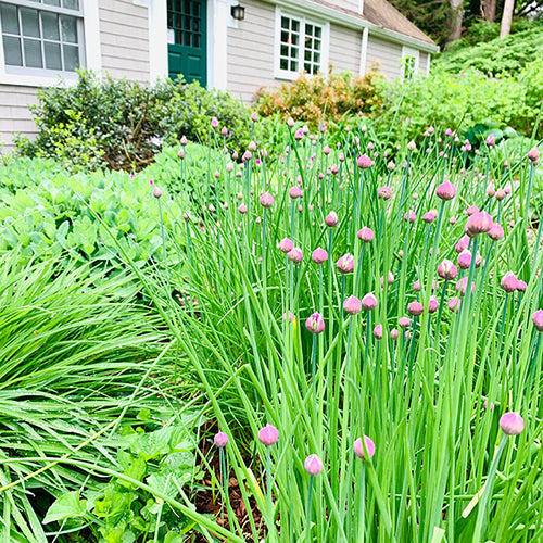 Growing chives in an herb garden in New England