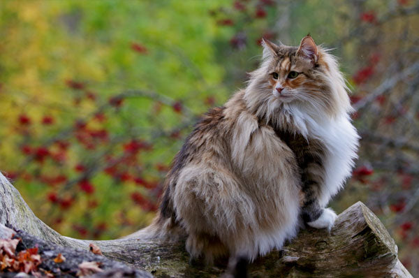 facts about norwegian forest cats