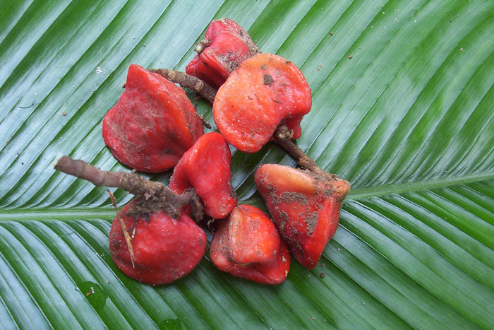 Whole Katemfe fruits on a Thaumatococcus Daniellii leaf.