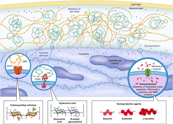 Hyaluronic Acid skin diagram