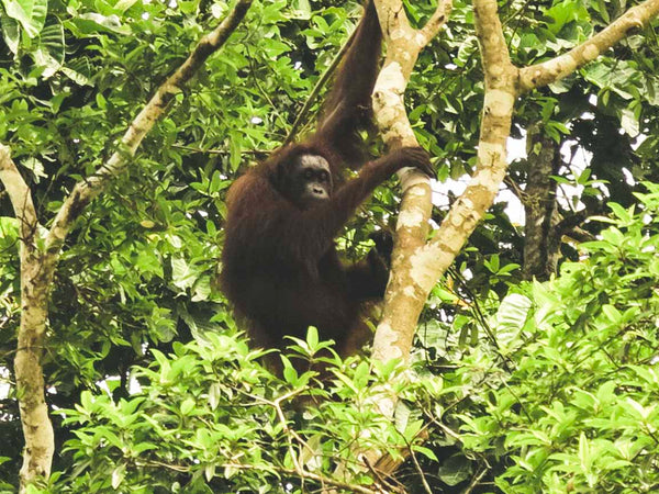 The Eco Society Sustainable Living Deforestation Orangutan