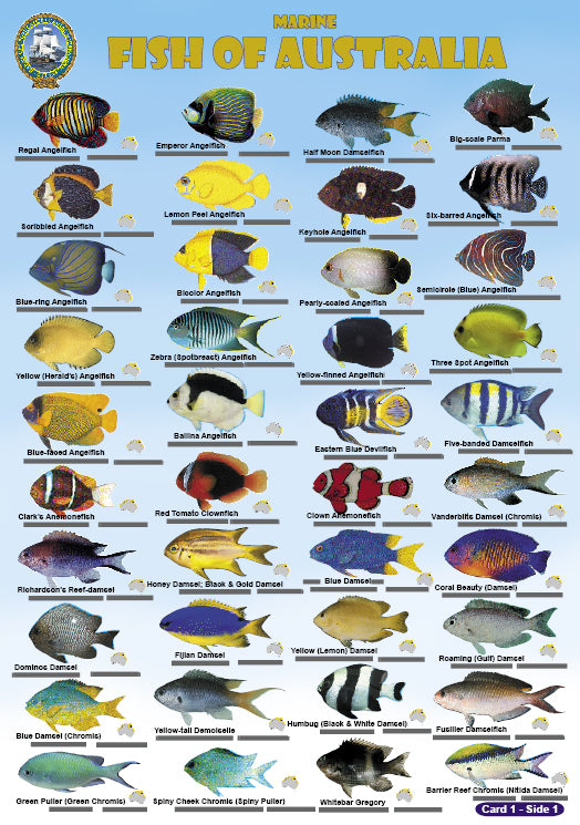DIVERS FISH CARDS (SLATES) - AUSTRALIA AND GREAT BARRIER REEF / FG022 ...