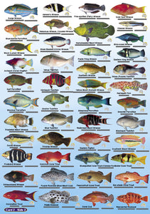 DIVERS FISH CARDS (SLATES) - AUSTRALIA AND GREAT BARRIER REEF / FG022 ...