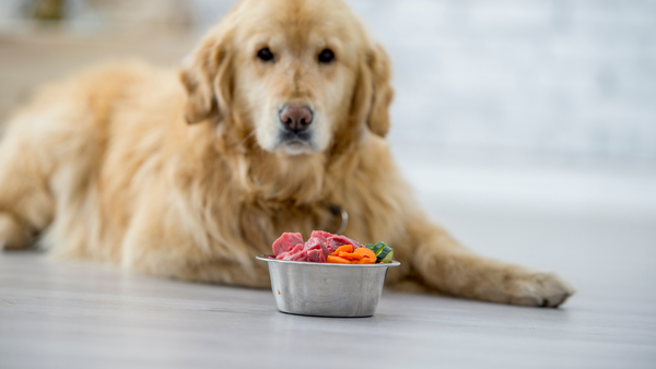 Dog looking at camera with raw meat and veggies in dog bowl