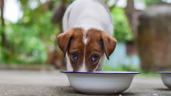 Dog eating out of bowl looking at camera