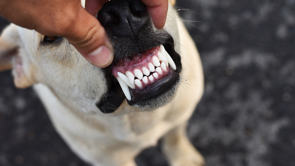 Dog showing clean, healthy teeth