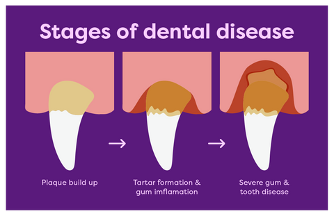 Stages of dog and cat dental disease