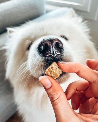 Puppy sniffing dog treat