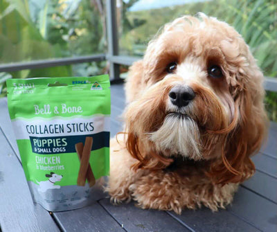 Bell & Bone Collagen Sticks for Puppies and Adult Dogs: Chicken and Blueberries