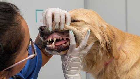 vet checking dogs teeth