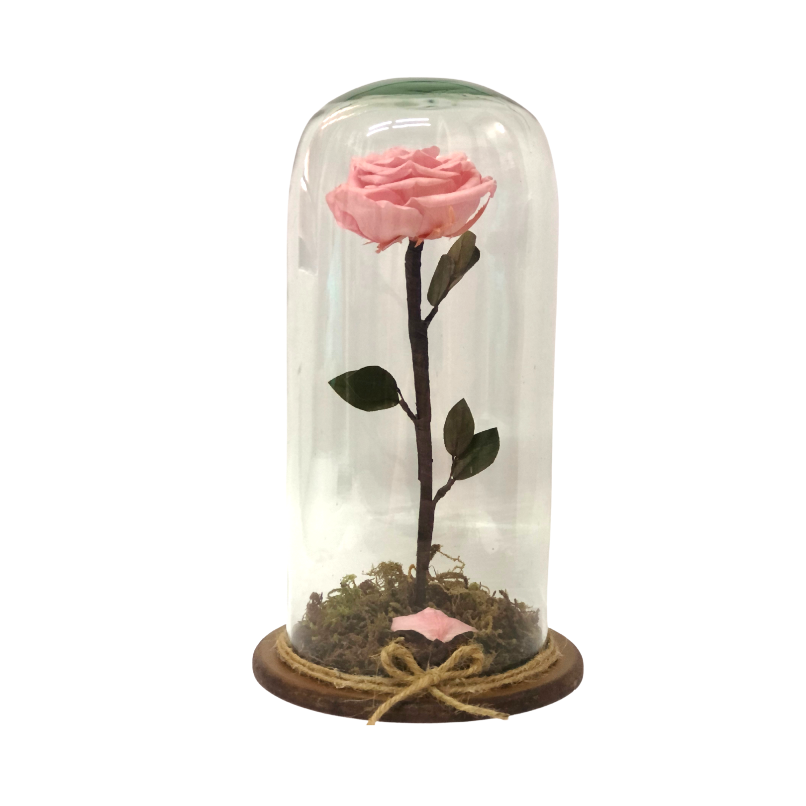 Rosa Eterna - capelo alto – Les Fleurs