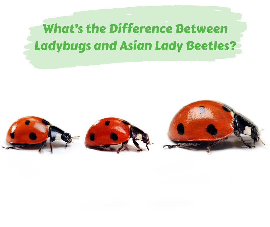 What S The Difference Between Ladybugs And Asian Lady Beetles Maggie S Farm Ltd