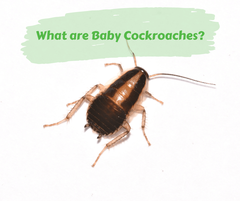 What Are Baby Cockroaches 1200x1200 ?v=1594924457