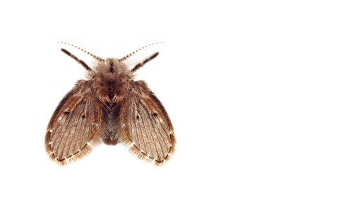 Drain fly