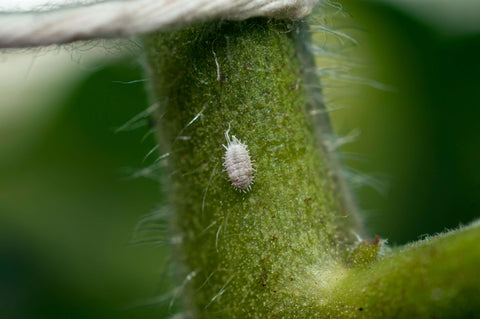 Mealybug