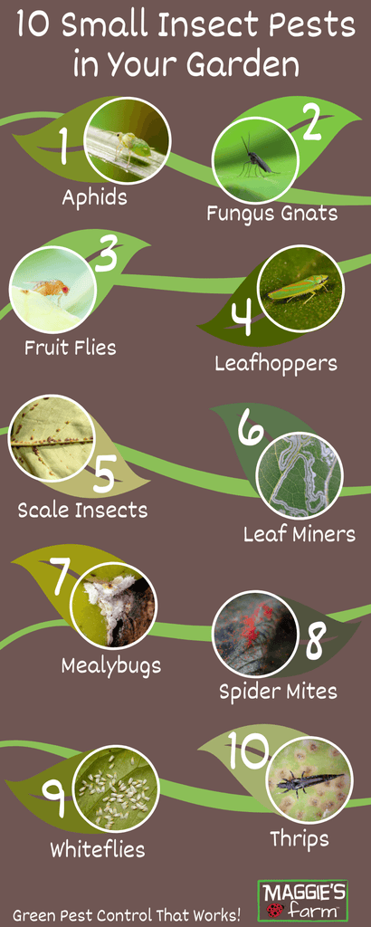 10 Small Insect Pests in Your Garden