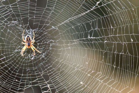 Spider on web