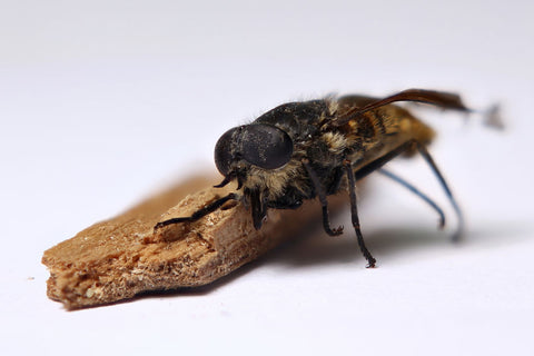 Facts About Horse Flies – Maggie's Farm Ltd