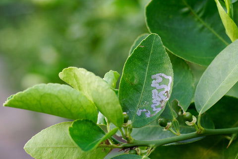 Leafminer