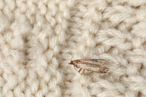 Pantry Moths vs. Clothes Moths: The Differences That Matter