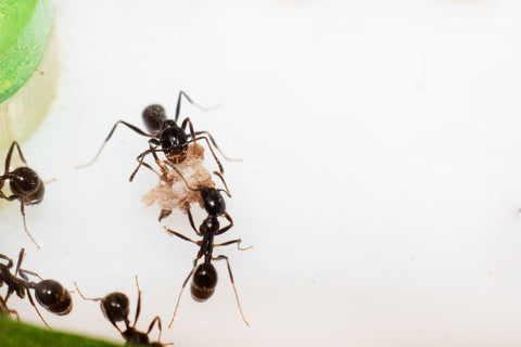 How To Get Rid Of Pavement Ants Naturally Maggie S Farm Ltd