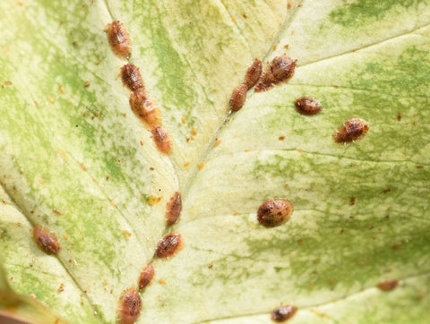 Scale Insects