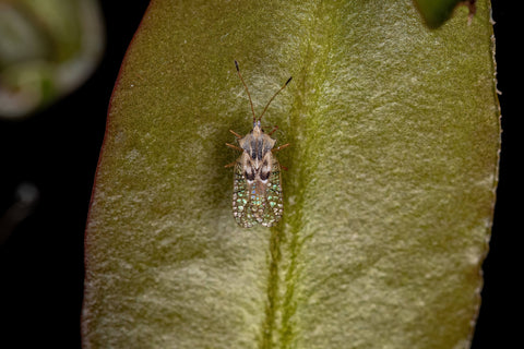 Lace bug