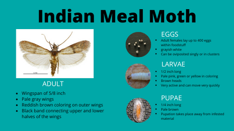 What Causes Pantry Moths? All About Their Life Cycle