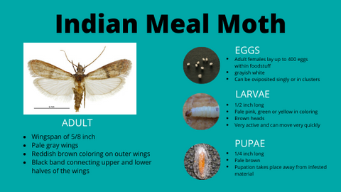 How to Get Rid of Pantry Moths (Indianmeal Moths)