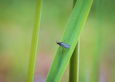 Fungus gnat on plant