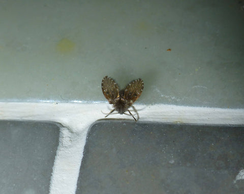 Drain fly on tile floor