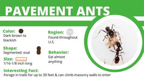 Ants digging up dirt under pavers? Here's what to do! — Gold Coast