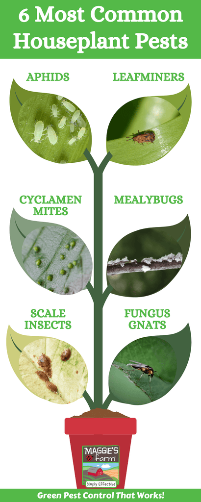 6 Most Common Houseplant Pests infographic