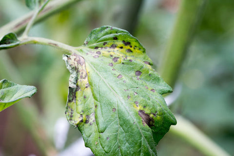 Early Blight (Alternaria) 