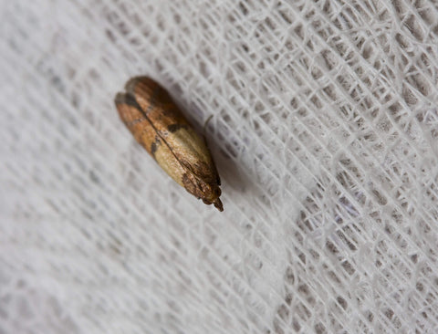 Clothes or Pantry Moth? 