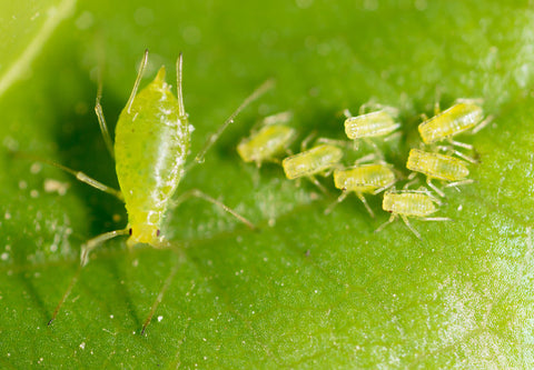 Get Rid of Fungus Gnats - Tiny Green Gardens Tiny Green Gardens