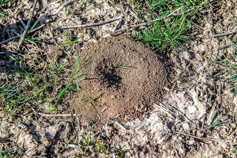 Ant nest in yard